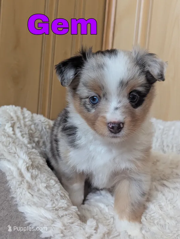 Gem – Miniature Australian Shepherd puppy for sale in Wauseon, OH