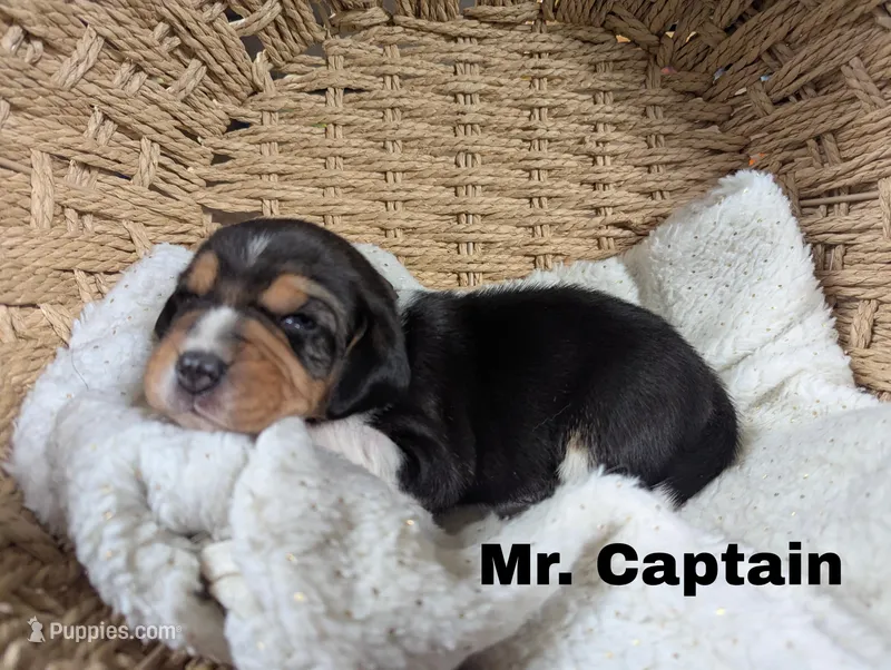 Captain , a male Beagle for sale in Wauseon, OH – Photo 1 of 1
