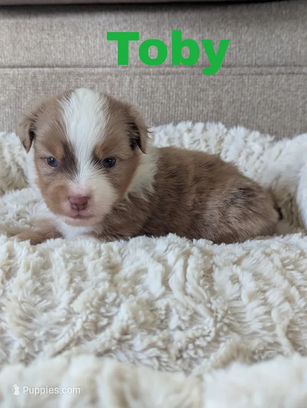 Toby – Miniature Australian Shepherd puppy for sale in Wauseon, OH