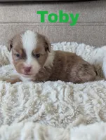 Toby, a male Miniature Australian Shepherd for sale in Wauseon, OH – 1 of 2