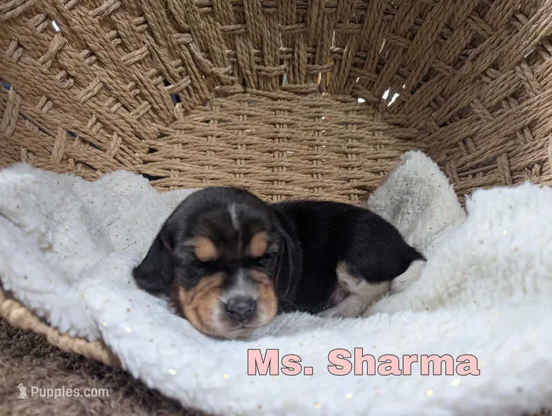 Sharma – Beagle puppy for sale in Wauseon, OH