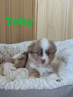 Toby, a male Miniature Australian Shepherd for sale in Wauseon, OH – 3 of 5