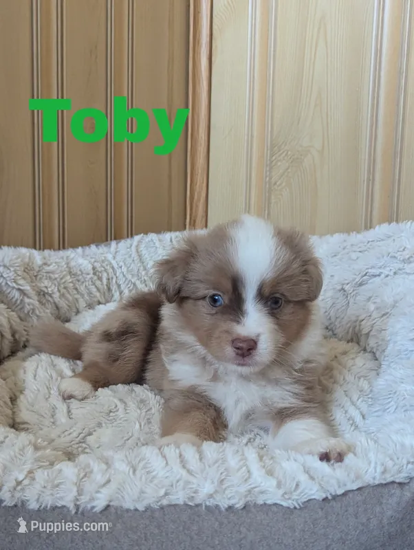 Toby – Miniature Australian Shepherd puppy for sale in Wauseon, OH