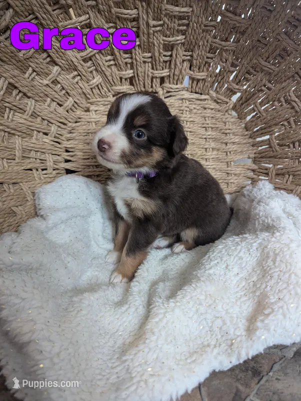 Grace  – Miniature Australian Shepherd puppy for sale in Wauseon, OH