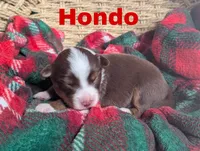 Hondo, a male Miniature Australian Shepherd for sale in Wauseon, OH – 2 of 2