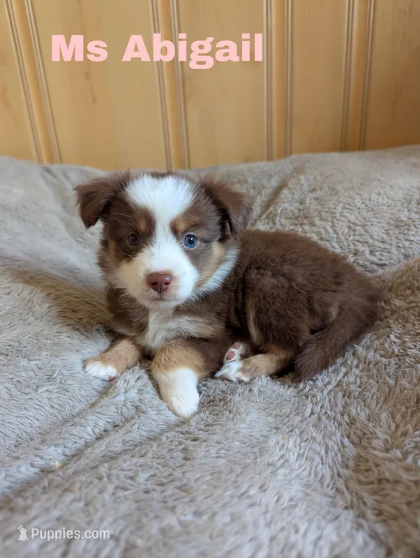 Abigail  – Miniature Australian Shepherd puppy for sale in Wauseon, OH