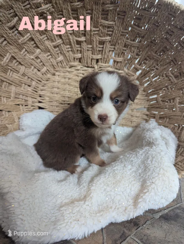 Abigail , a female Miniature Australian Shepherd for sale in Wauseon, OH – Photo 1 of 1