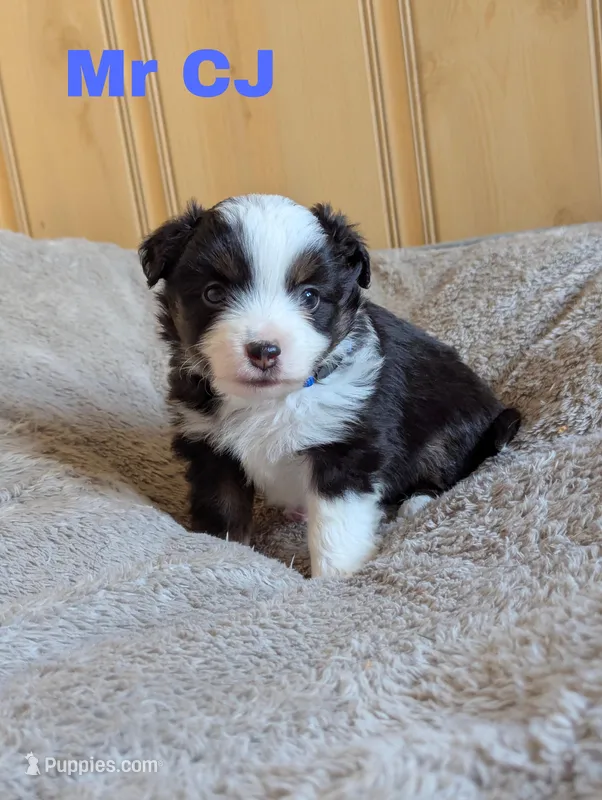 CJ – Miniature Australian Shepherd puppy for sale in Wauseon, OH