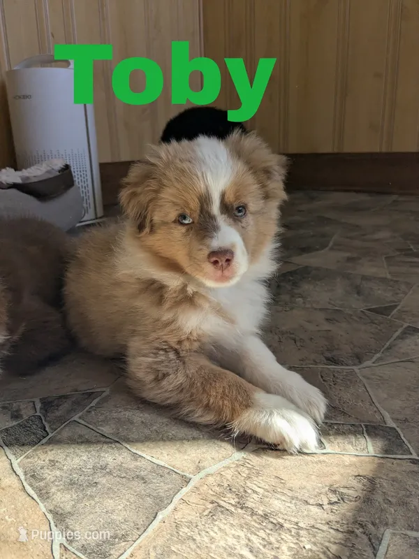 Toby – Miniature Australian Shepherd puppy for sale in Wauseon, OH