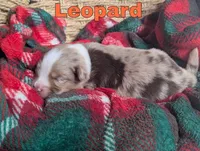 Leopard , a male Miniature Australian Shepherd for sale in Wauseon, OH – 2 of 2