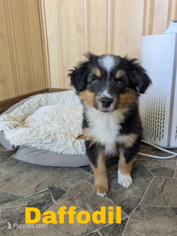 Daffodil  – Miniature Australian Shepherd puppy for sale in Wauseon, OH