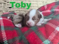 Toby, a male Miniature Australian Shepherd for sale in Wauseon, OH – 2 of 2