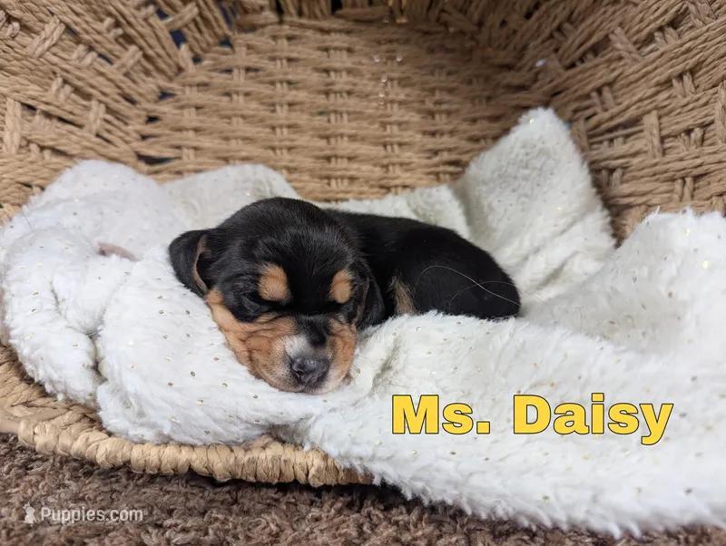 Daisy, a female Beagle for sale in Wauseon, OH – Photo 1 of 1