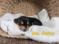 Daisy, a female Beagle for sale in Wauseon, OH – 3 of 3