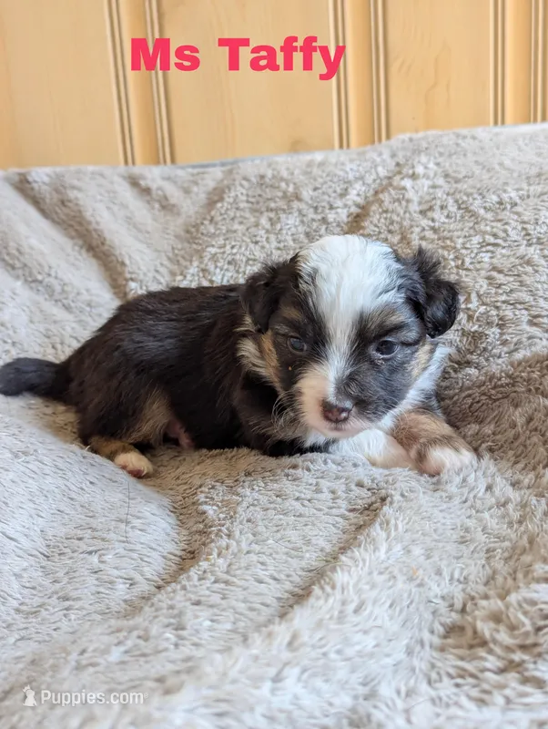 Taffy – Miniature Australian Shepherd puppy for sale in Wauseon, OH