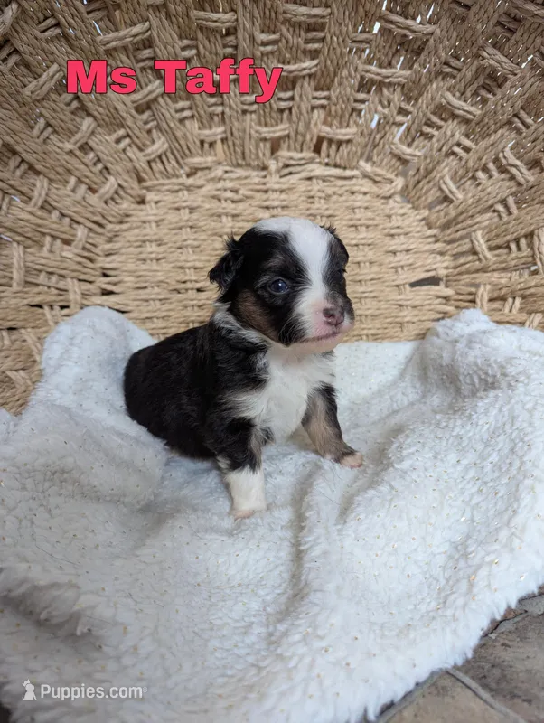 Taffy, a female Miniature Australian Shepherd for sale in Wauseon, OH – Photo 1 of 1