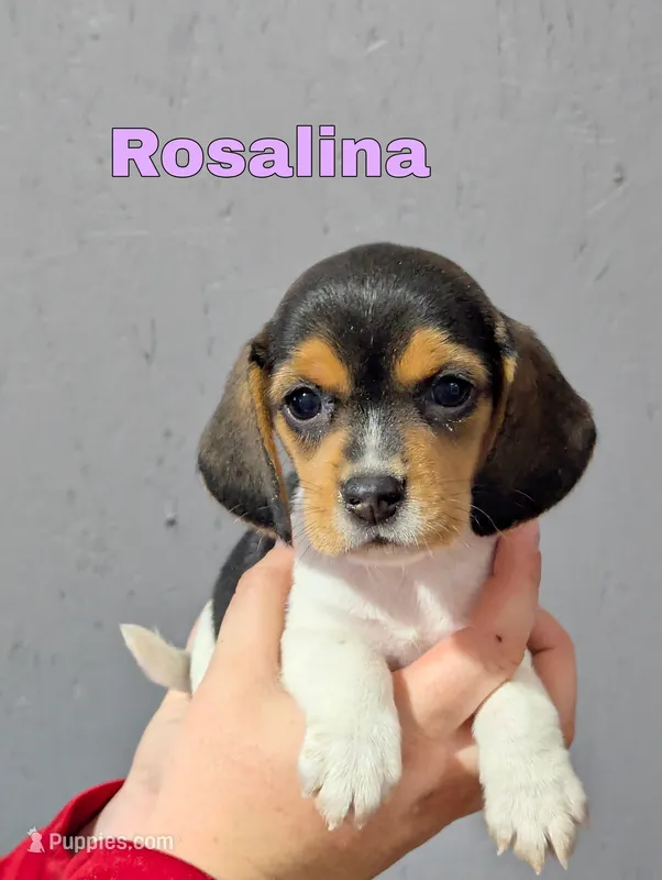 Rosalina  – Beagle puppy for sale in Wauseon, OH