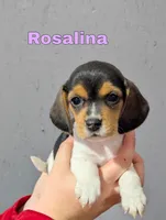 Rosalina , a female Beagle for sale in Wauseon, OH – 1 of 2