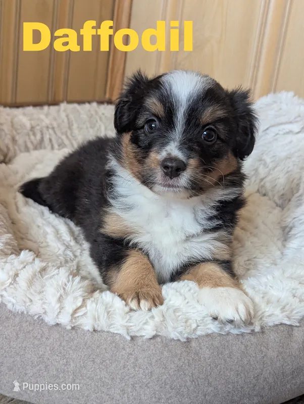 Daffodil  – Miniature Australian Shepherd puppy for sale in Wauseon, OH