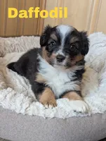 Daffodil , a female Miniature Australian Shepherd for sale in Wauseon, OH – 3 of 5