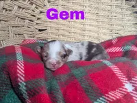 Gem, a female Miniature Australian Shepherd for sale in Wauseon, OH – 2 of 2