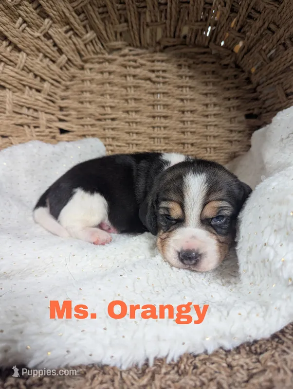 Orangy  – Beagle puppy for sale in Wauseon, OH