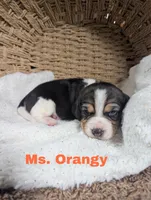 Orangy , a female Beagle for sale in Wauseon, OH – 1 of 1