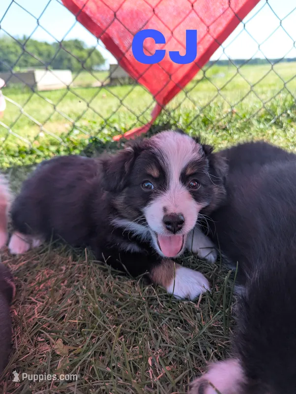 CJ – Miniature Australian Shepherd puppy for sale in Wauseon, OH