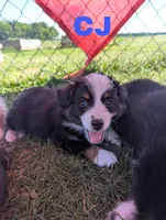 CJ, a male Miniature Australian Shepherd for sale in Wauseon, OH – 4 of 7