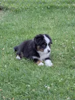 CJ, a male Miniature Australian Shepherd for sale in Wauseon, OH – 3 of 7