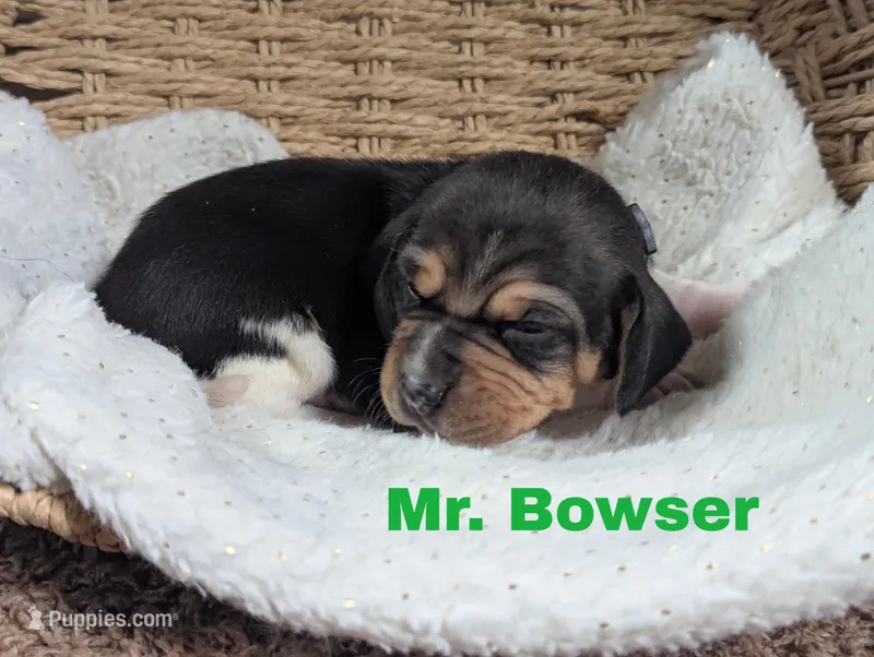 Bowser, a male Beagle for sale in Wauseon, OH – Photo 1 of 1