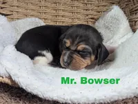Bowser, a male Beagle for sale in Wauseon, OH – 3 of 3
