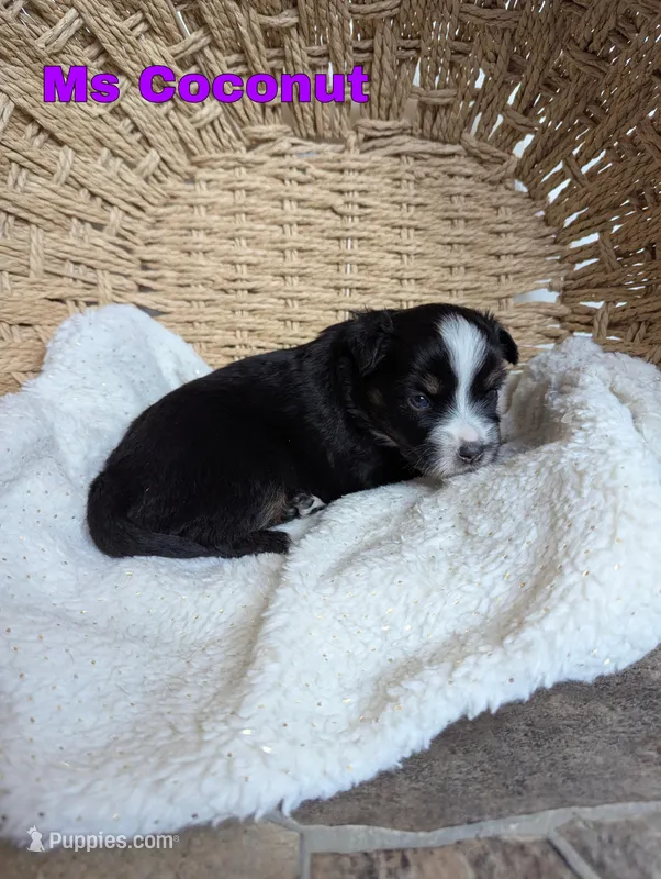 Coconut  – Miniature Australian Shepherd puppy for sale in Wauseon, OH