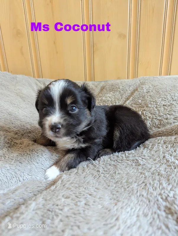 Coconut  – Miniature Australian Shepherd puppy for sale in Wauseon, OH