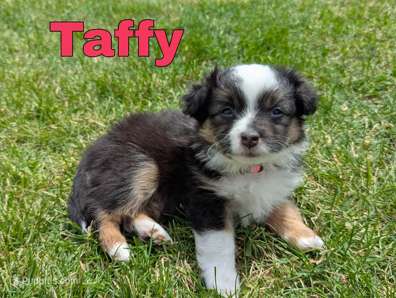 Taffy – Miniature Australian Shepherd puppy for sale in Wauseon, OH