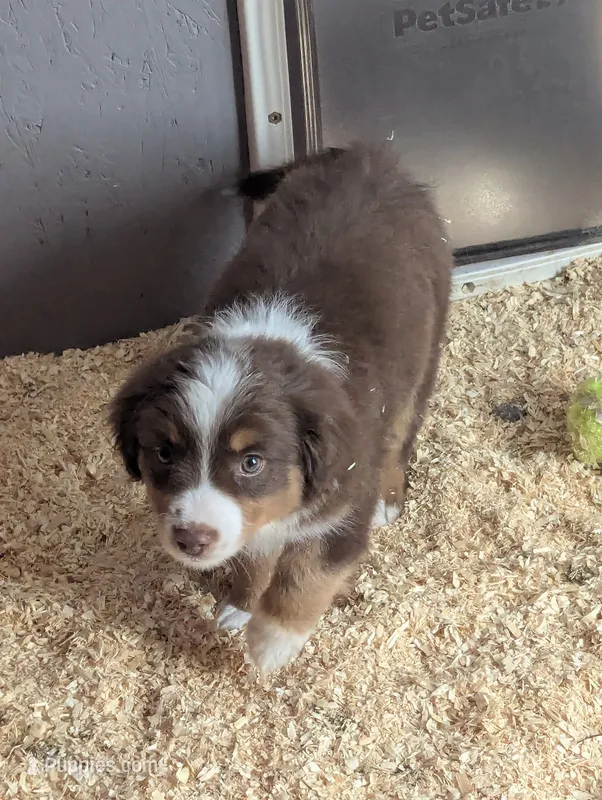 Hondo – Miniature Australian Shepherd puppy for sale in Wauseon, OH