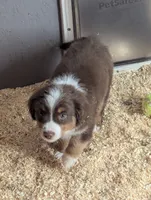 Hondo, a male Miniature Australian Shepherd for sale in Wauseon, OH – 1 of 4