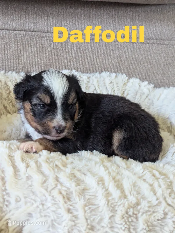 Daffodil  – Miniature Australian Shepherd puppy for sale in Wauseon, OH