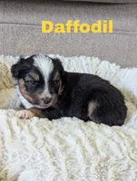 Daffodil , a female Miniature Australian Shepherd for sale in Wauseon, OH – 1 of 2