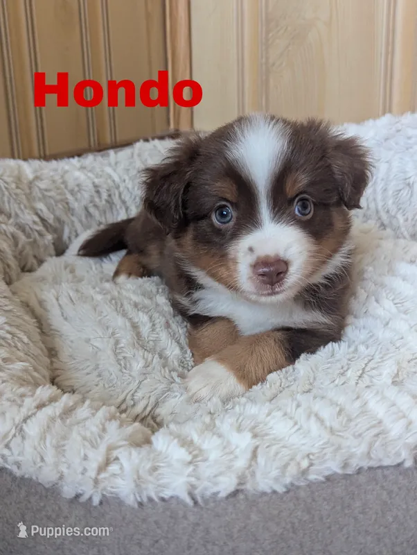 Hondo – Miniature Australian Shepherd puppy for sale in Wauseon, OH