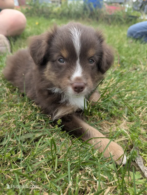 Johnny  – Miniature Australian Shepherd puppy for sale in Wauseon, OH