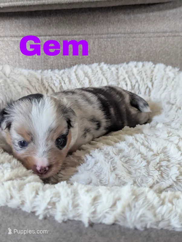 Gem – Miniature Australian Shepherd puppy for sale in Wauseon, OH