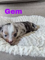 Gem, a female Miniature Australian Shepherd for sale in Wauseon, OH – 1 of 2