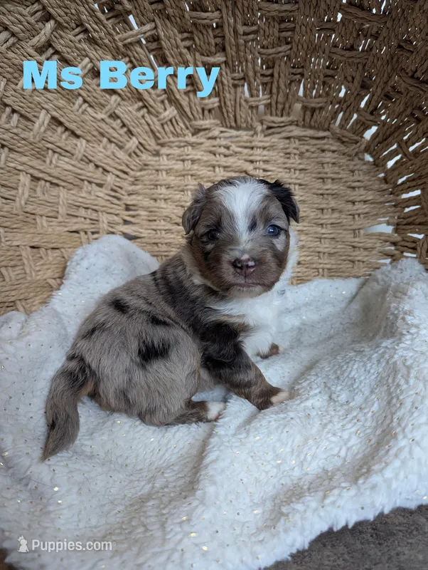 Berry, a female Miniature Australian Shepherd for sale in Wauseon, OH – Photo 1 of 1