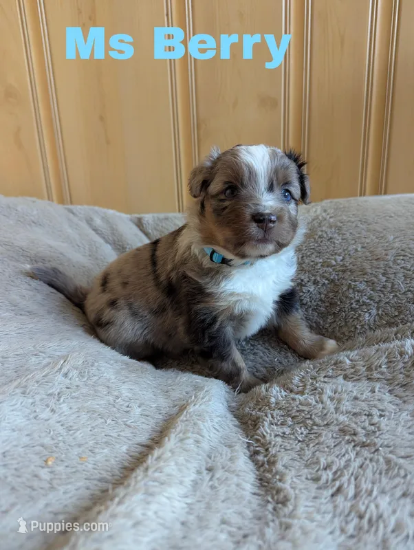 Berry – Miniature Australian Shepherd puppy for sale in Wauseon, OH