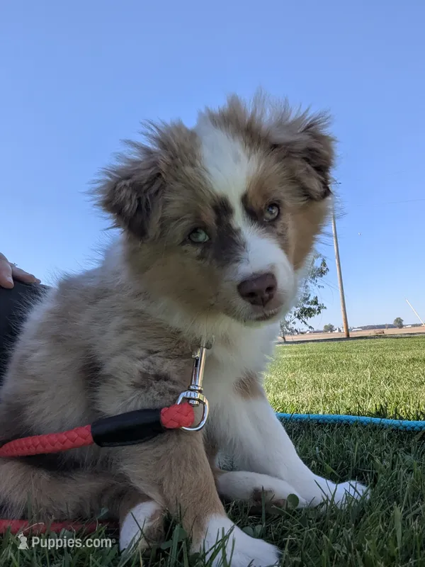 Toby – Miniature Australian Shepherd puppy for sale in Wauseon, OH