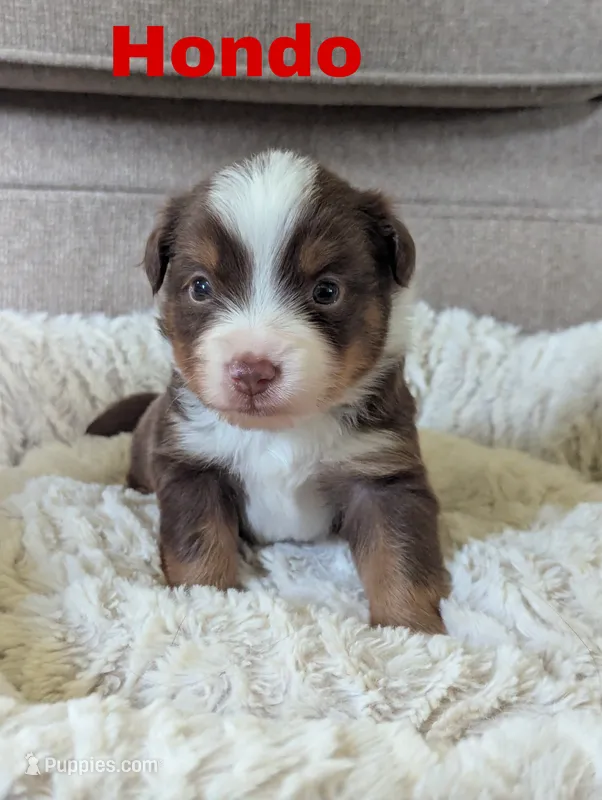 Hondo – Miniature Australian Shepherd puppy for sale in Wauseon, OH
