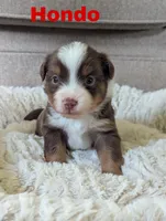Hondo, a male Miniature Australian Shepherd for sale in Wauseon, OH – 1 of 2