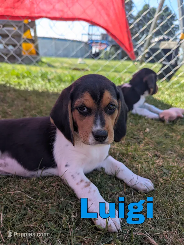 Luigi – Beagle puppy for sale in Wauseon, OH