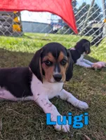 Luigi, a male Beagle for sale in Wauseon, OH – 1 of 3